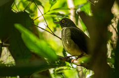 Turdus assimilis