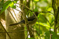 Turdus assimilis