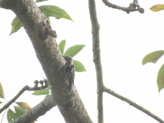 Yungipicus canicapillus