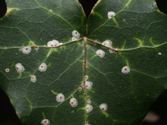 Aspidiotus hedericola