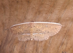 Arasada pyraliformis