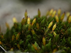 Orthotrichum anomalum