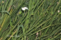Dietes x 'nola alba'