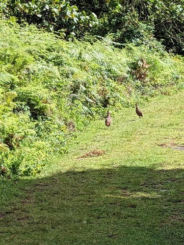 Jackson's Spurfowl (Pternistis jacksoni), photo 3