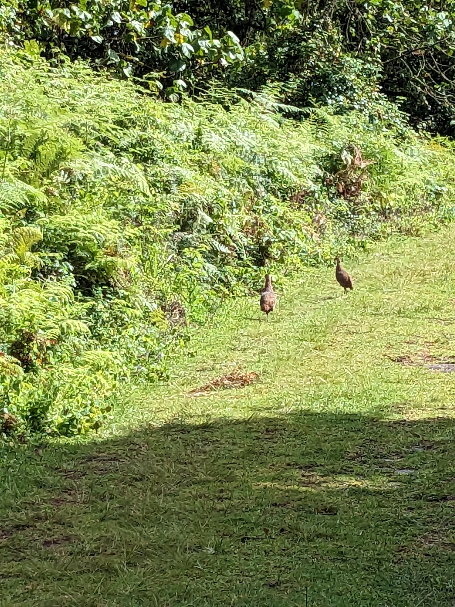 Jackson's Spurfowl (Pternistis jacksoni), photo 3