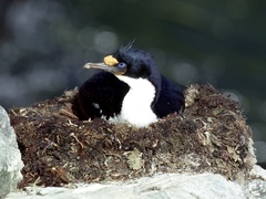 Leucocarbo verrucosus