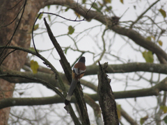 Dendrocitta vagabunda