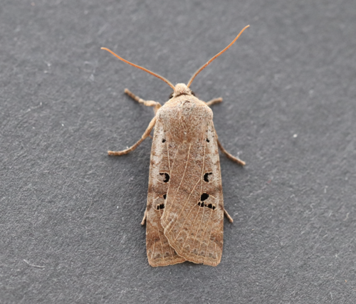 Black-spot Chestnut