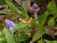 Murdannia lanuginosa