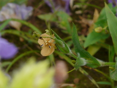 Murdannia lanuginosa