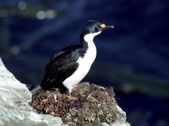 Leucocarbo verrucosus