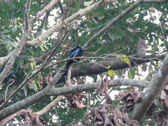 Dicrurus hottentottus