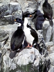 Leucocarbo verrucosus