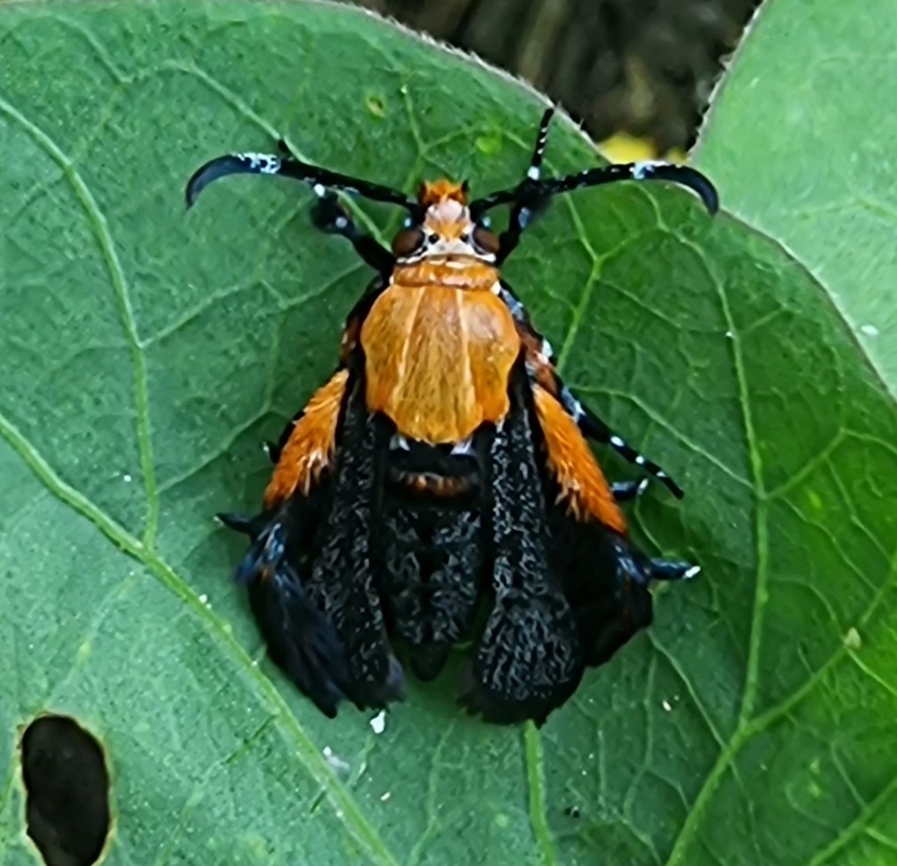Melittia aureosquamata