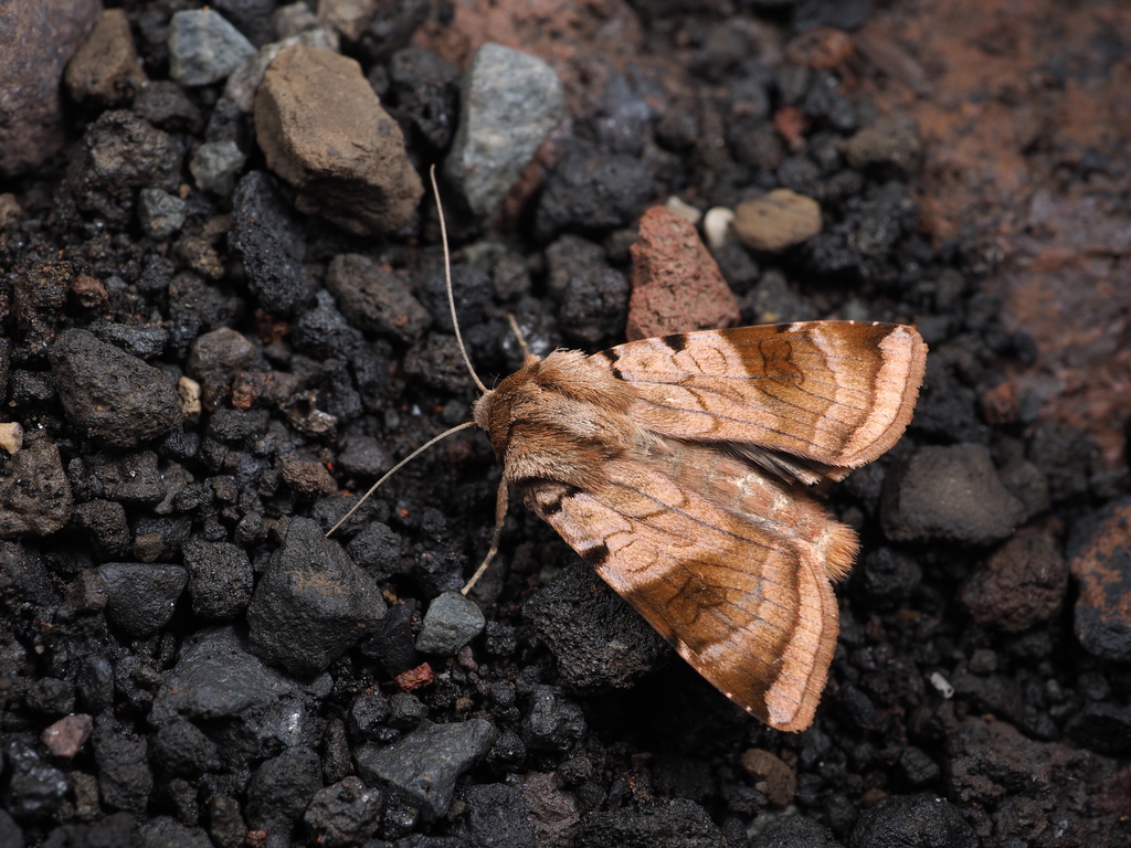 Diarsia albipennis