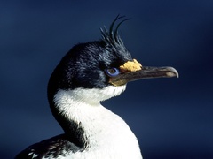 Leucocarbo verrucosus