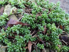 Sedum album