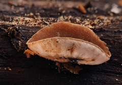 Rutstroemia alni