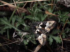 Phlogophora albovittata