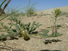 Astragalus annularis
