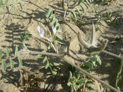 Astragalus schimperi