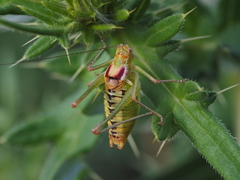 Poecilimon scythicus
