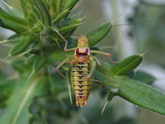 Poecilimon scythicus