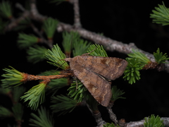 Diarsia canescens