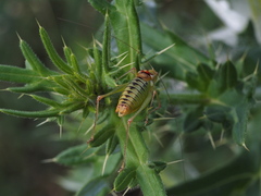 Poecilimon scythicus