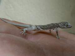 Bunopus tuberculatus