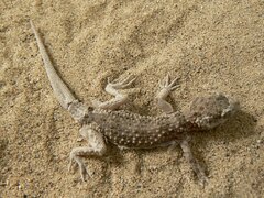 Bunopus tuberculatus