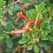 Lambertia uniflora - Photo (c) Melburnian,  זכויות יוצרים חלקיות (CC BY-SA)