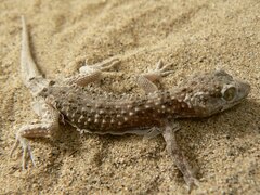 Bunopus tuberculatus