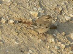 Cercotrichas galactotes