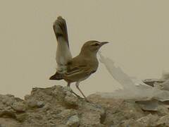 Cercotrichas galactotes