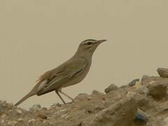 Cercotrichas galactotes