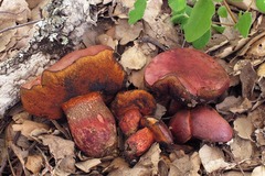 Exsudoporus permagnificus