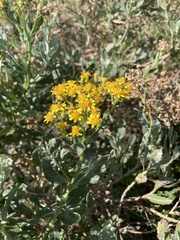Senecio halimifolius