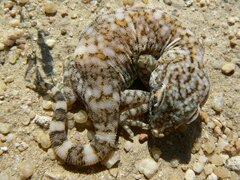 Stenodactylus slevini