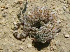 Stenodactylus slevini