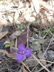 Thysanotus tuberosus