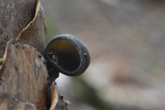 Piceomphale bulgarioides