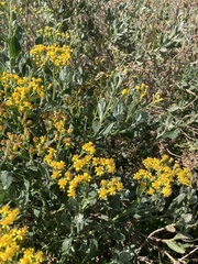 Senecio halimifolius