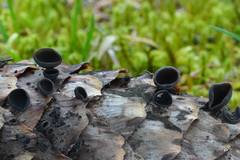 Piceomphale bulgarioides