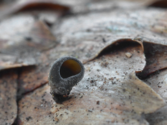 Piceomphale bulgarioides