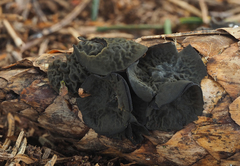 Piceomphale bulgarioides