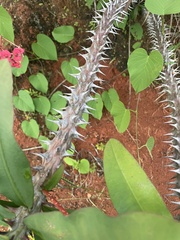 Euphorbia milii