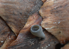 Piceomphale bulgarioides