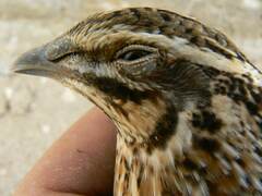 Coturnix coturnix