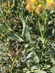 Senecio halimifolius